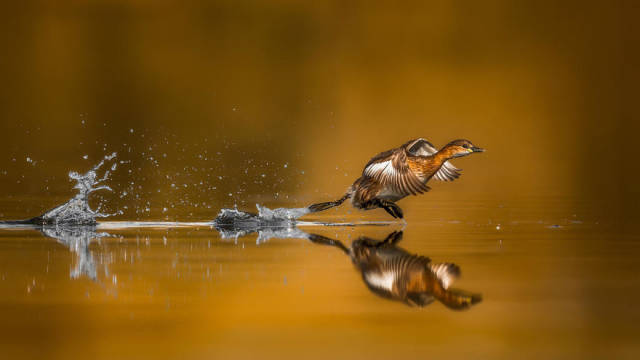 Bird Photographer Of The Year Winners Are Announced And Their Works Are Beautiful!