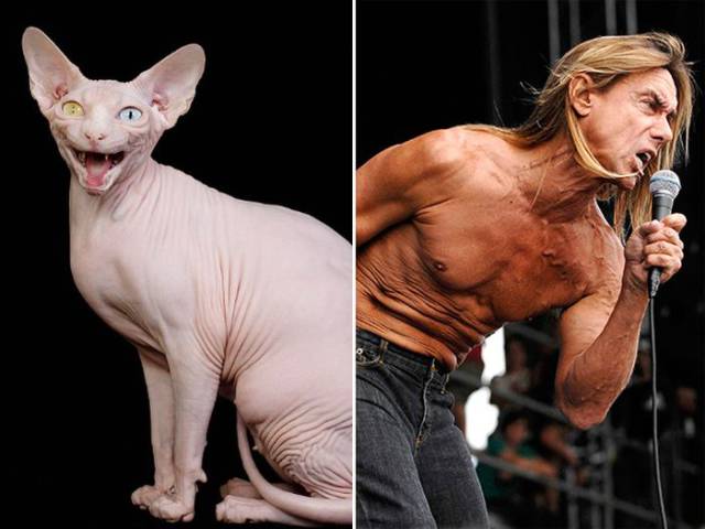 Every Cat Has A Celebrity Doppelganger…