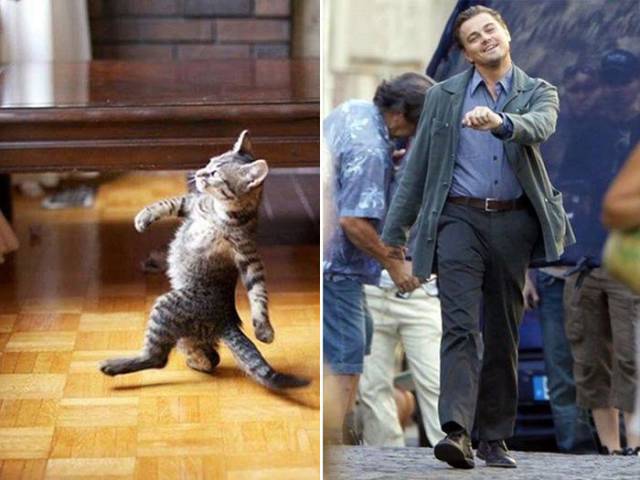 Every Cat Has A Celebrity Doppelganger…