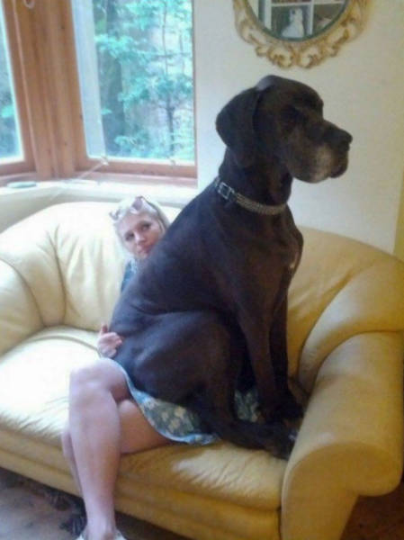 Nothing Will Stop These Giants From Believing They Still Can Be Lap Dogs!