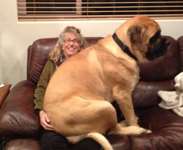 Nothing Will Stop These Giants From Believing They Still Can Be Lap Dogs!
