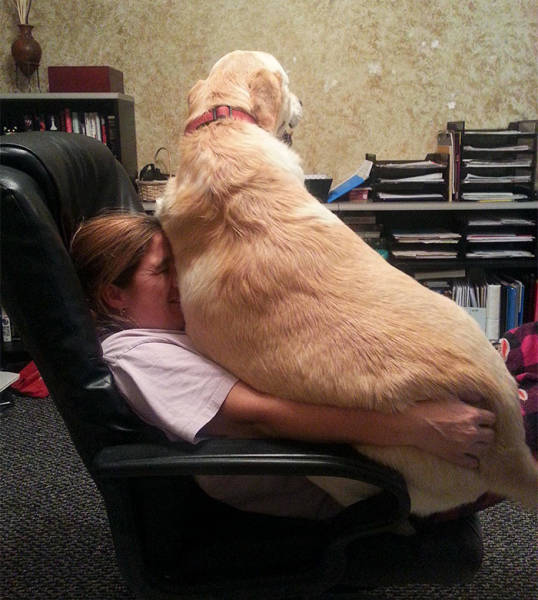 Nothing Will Stop These Giants From Believing They Still Can Be Lap Dogs!