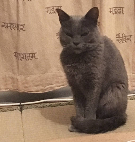 This Angry Cat Could Be A Totem Animal For Many People