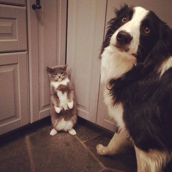 Dog-Cat Relationships Are Very Complicated…