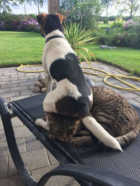 Dog-Cat Relationships Are Very Complicated…