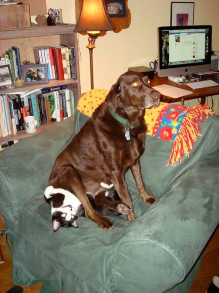 Dog-Cat Relationships Are Very Complicated…