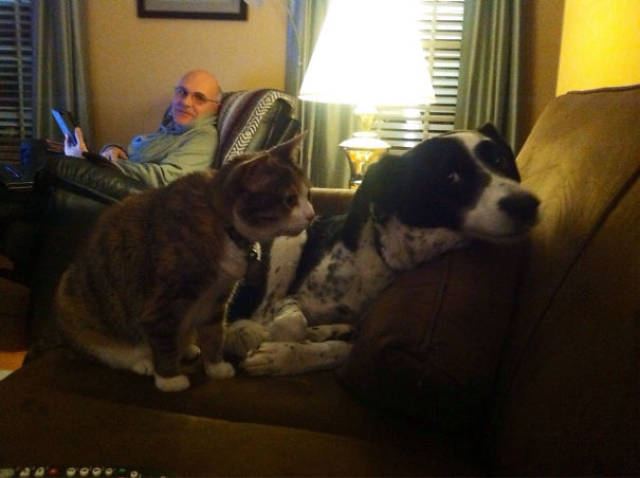 Dog-Cat Relationships Are Very Complicated…