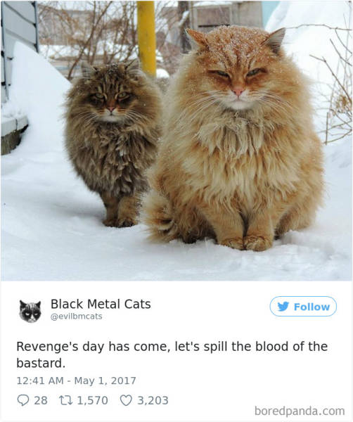 Cats Are The Best Metalheads!