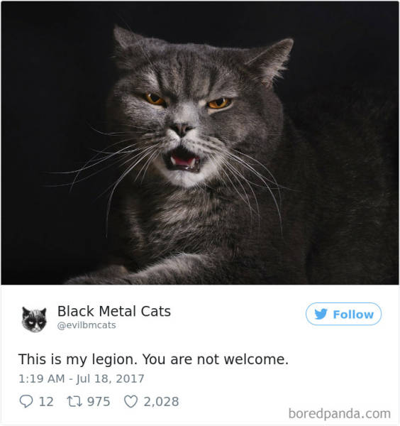 Cats Are The Best Metalheads!