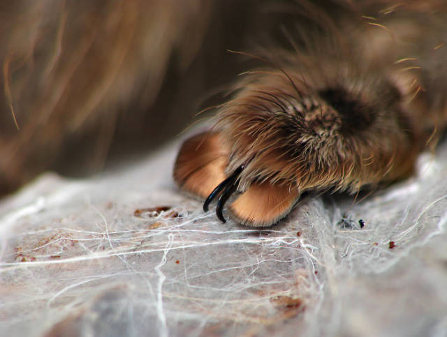 Did You Know? Spiders Actually Have Paws!