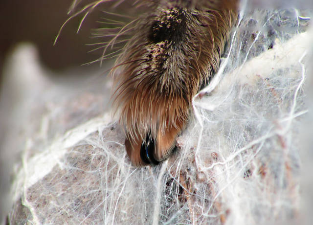 Did You Know? Spiders Actually Have Paws!