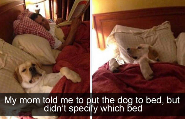 These Dogs Will Make You Envy Them