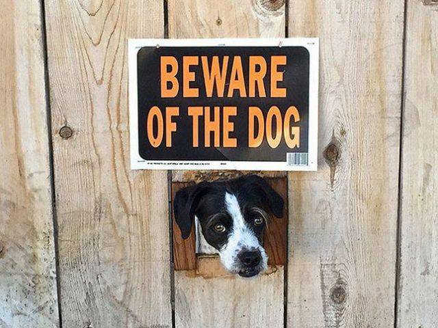 Some “Beware Of Dog” Signs Might Be “A Bit” Misleading…