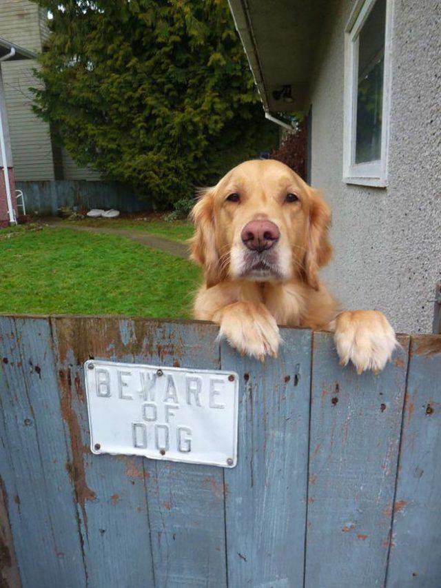Some “Beware Of Dog” Signs Might Be “A Bit” Misleading…