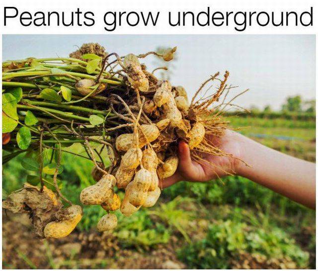 These Foods Actually Grow In Some Unexpected Ways!