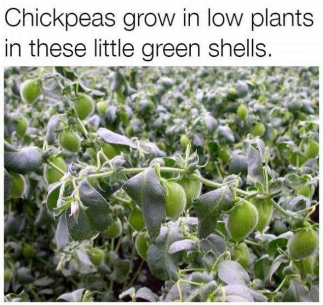 These Foods Actually Grow In Some Unexpected Ways!