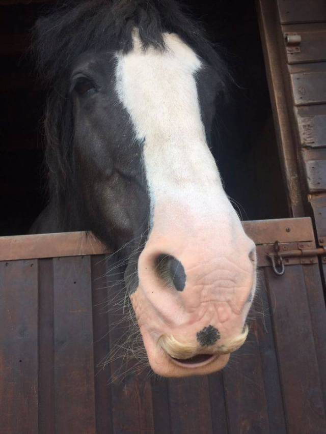If You Thought You Know Everything – Horses Can Grow Moustaches