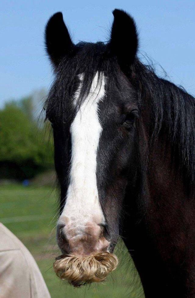 If You Thought You Know Everything – Horses Can Grow Moustaches