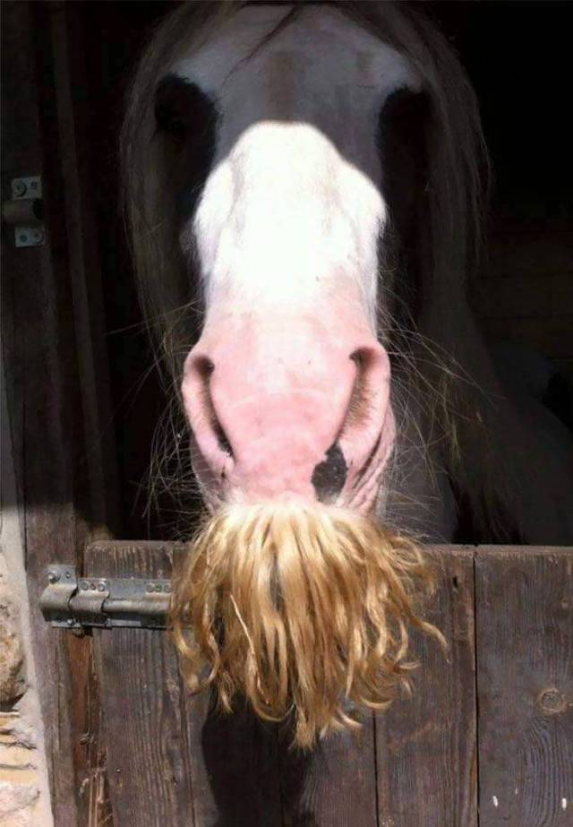 If You Thought You Know Everything – Horses Can Grow Moustaches