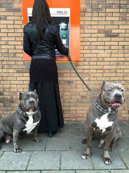 When Afraid To Withdraw Money From An ATM – Take Your Dog With You