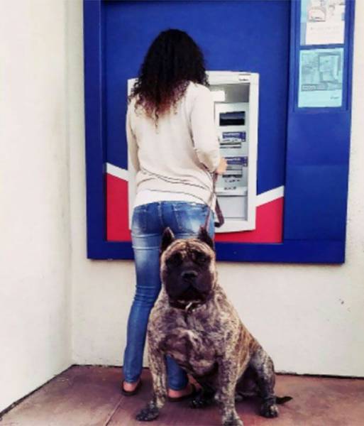 When Afraid To Withdraw Money From An ATM – Take Your Dog With You