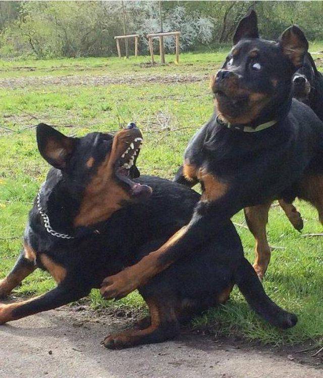 These Animals Are Quite Possibly The Funniest Things You Will See Today