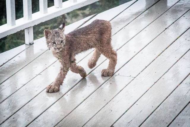 In Alaska You Should Always Be Ready To Wake Up To Some Wildlife At Your Porch