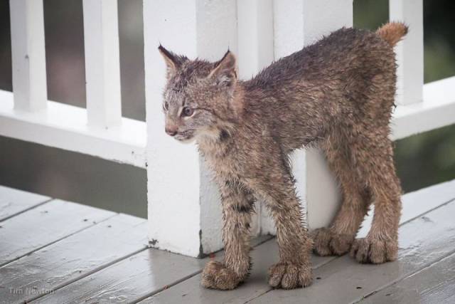 In Alaska You Should Always Be Ready To Wake Up To Some Wildlife At Your Porch