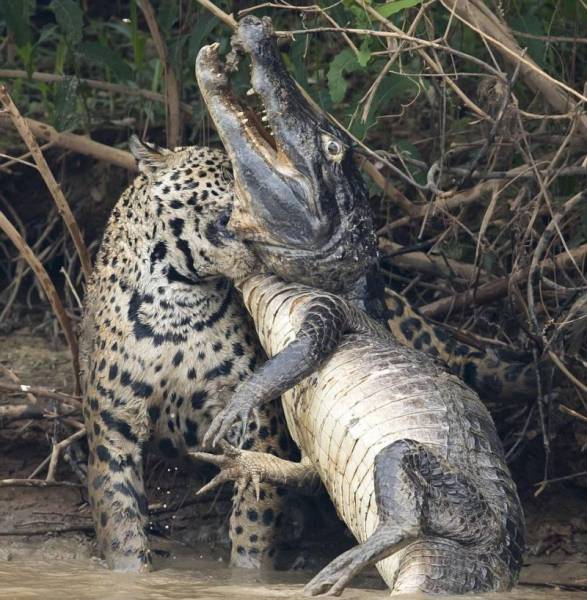 In Brazil It’s Not Even Uncommon To See Caiman And Jaguar Fighting
