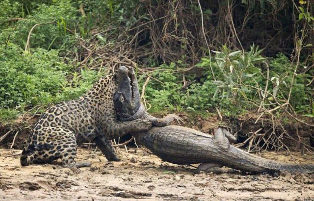 In Brazil It’s Not Even Uncommon To See Caiman And Jaguar Fighting