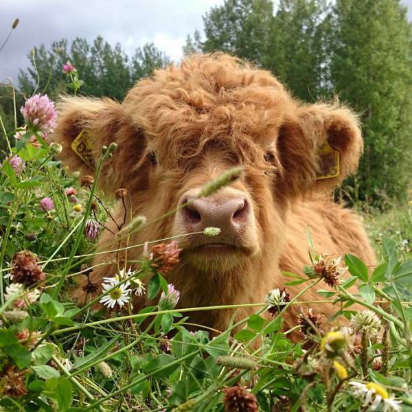 Highland Cattle Calves Might As Well Be The Most Beautiful Babies Of ...