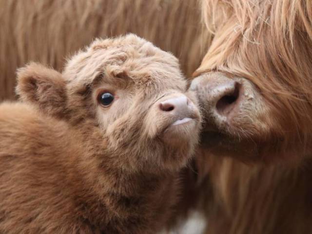Highland Cattle Calves Might As Well Be The Most Beautiful Babies Of All Animals