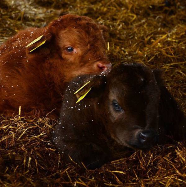 Highland Cattle Calves Might As Well Be The Most Beautiful Babies Of All Animals