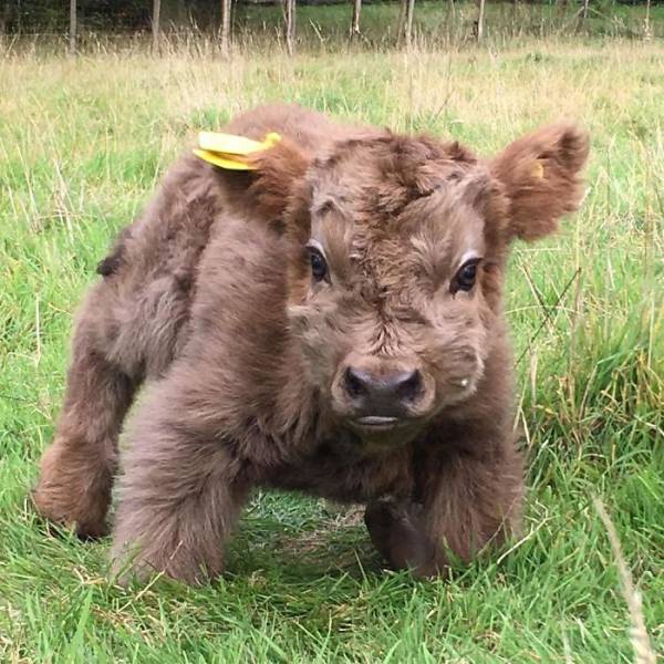 https://img.izismile.com/img/img10/20171007/640/highland_cattle_calves_might_as_well_be_the_most_beautiful_babies_of_all_animals_640_27.jpg