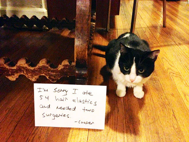 Cats Don’t Give A Sh#t About Anything But Themselves