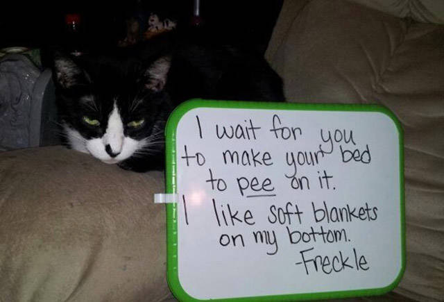 Cats Don’t Give A Sh#t About Anything But Themselves