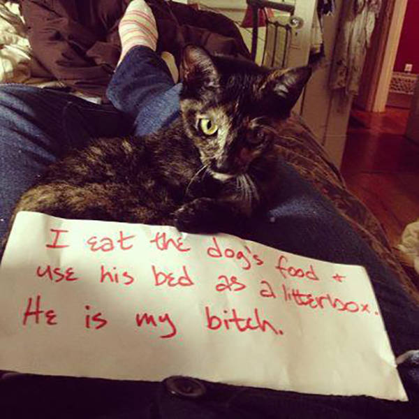 Cats Don’t Give A Sh#t About Anything But Themselves