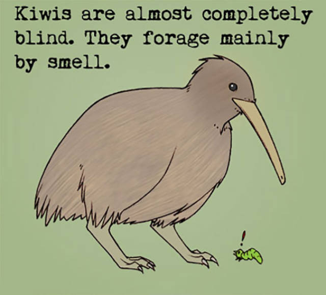 These Mysterious Animal Facts You Wouldn’t Have Found Anywhere Else