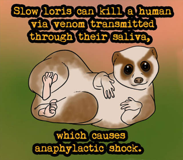 These Mysterious Animal Facts You Wouldn’t Have Found Anywhere Else
