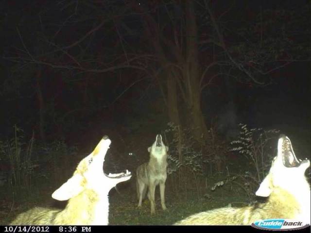 Hidden Cams Show Different Sides Of Animals