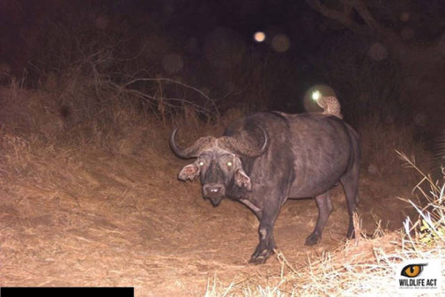 Hidden Cams Show Different Sides Of Animals