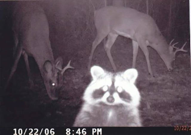 Hidden Cams Show Different Sides Of Animals