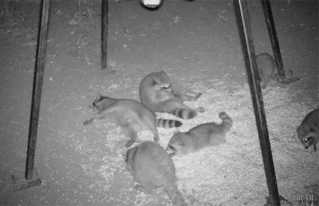 Hidden Cams Show Different Sides Of Animals