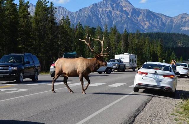 Things That Can Happen Only In Canada