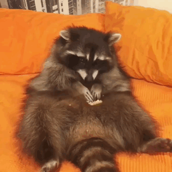 Raccoons Are The Essence Of Cuteness