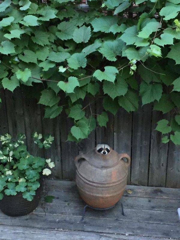Raccoons Are The Essence Of Cuteness