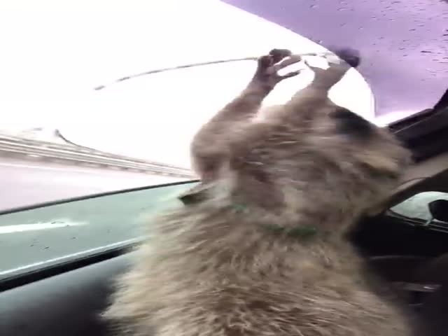 Raccoon Is Just Too Excited With A Car Ride