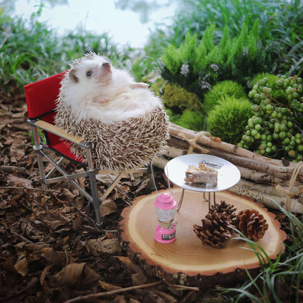 This Camping Hedgehog Is Quite Likely The Cutest Thing You’ve Seen In A While