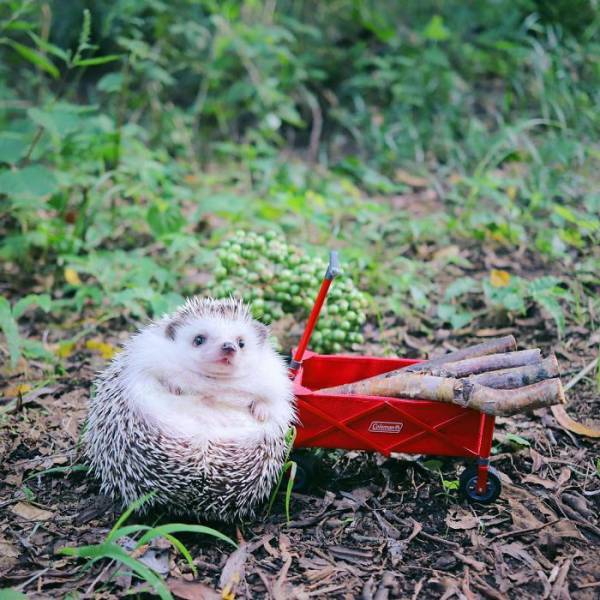 This Camping Hedgehog Is Quite Likely The Cutest Thing You’ve Seen In A While