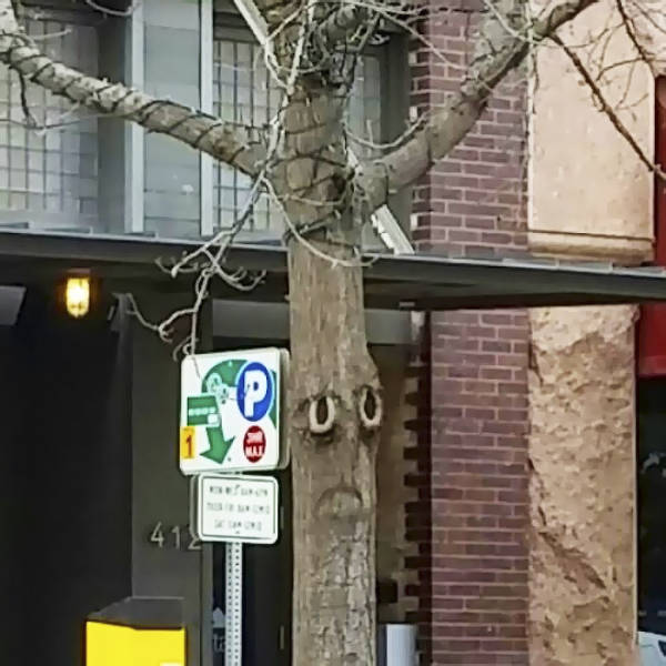 Are You Sure They Are Trees?